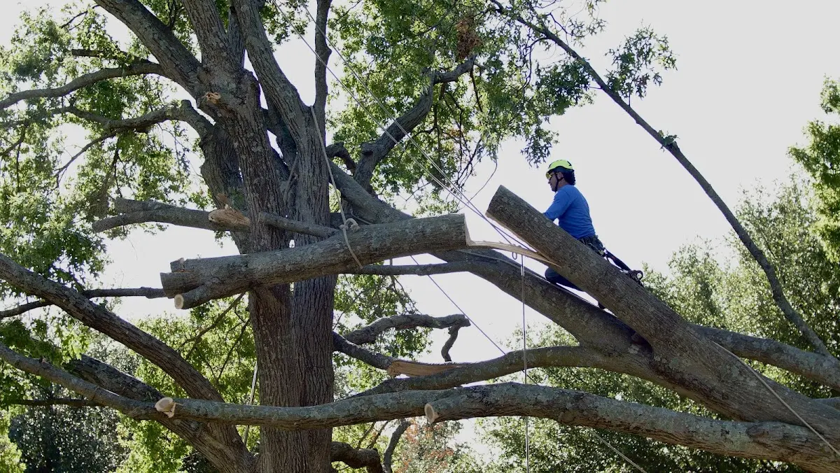 Professional Crown Thinning performed by certified arborists in Wallburg